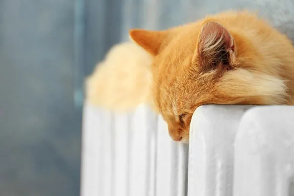 Heizkörper mit Katze